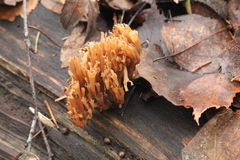 Artomyces pyxidatus