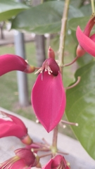 Erythrina crista-galli