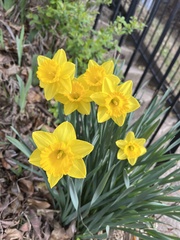Narcissus