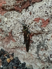 Schistocerca melanocera