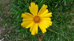 Cosmos sulphureus