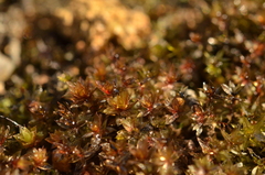 Imbribryum alpinum