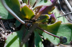 Myrmicaria nigra