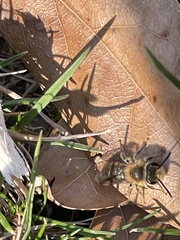 Melandrena