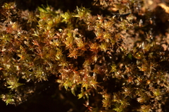 Imbribryum alpinum
