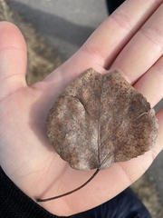 Populus balsamifera