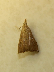 Odontiinae
