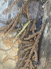 Athrotaxis selaginoides