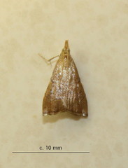 Odontiinae
