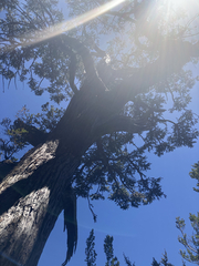 Athrotaxis selaginoides