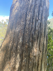 Athrotaxis selaginoides