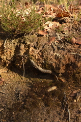 Imbribryum alpinum