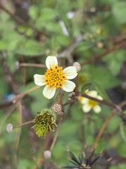 Bidens pilosa