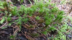 Polytrichum formosum
