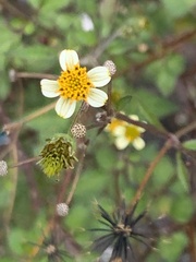 Bidens pilosa