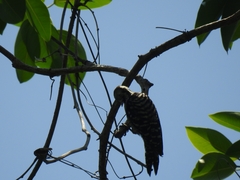 Dendrocopos analis