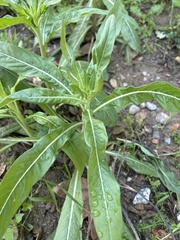 Helminthotheca echioides