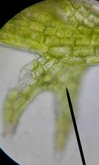 Cephalozia bicuspidata