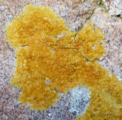 Teloschistaceae