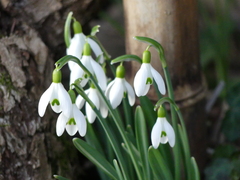 Galanthus
