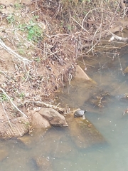 Trachemys scripta elegans