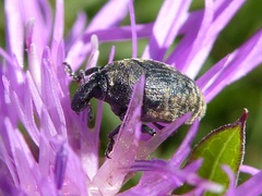 Larinus obtusus