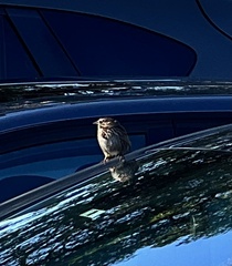 Melospiza melodia morphna