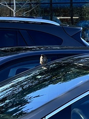 Melospiza melodia morphna