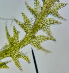 Cephalozia bicuspidata