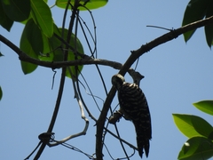 Dendrocopos analis
