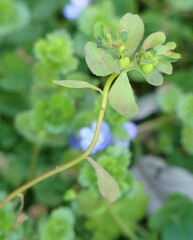 Euphorbia helioscopia