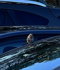 Melospiza melodia morphna