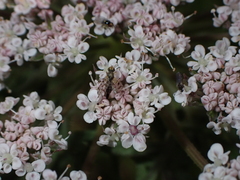 Campiglossa sororcula