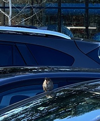 Melospiza melodia morphna