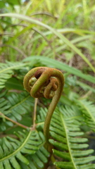 Dicranopteris linearis