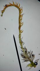 Cephalozia bicuspidata