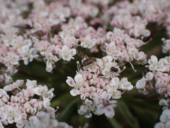 Campiglossa sororcula