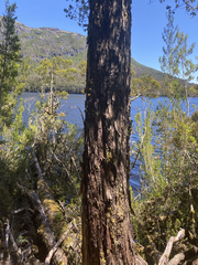 Phyllocladus aspleniifolius