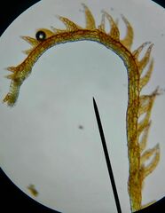 Cephalozia bicuspidata