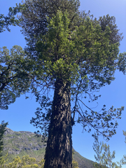 Phyllocladus aspleniifolius