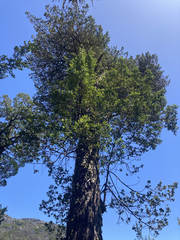 Phyllocladus aspleniifolius