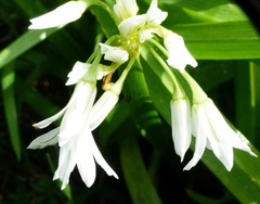 Allium triquetrum