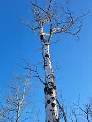 Populus tremuloides