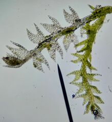 Cephalozia bicuspidata