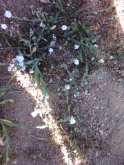 Plagiobothrys collinus californicus