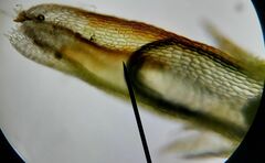 Cephalozia bicuspidata