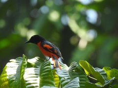 Pericrocotus speciosus