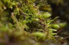 Cephalozia bicuspidata