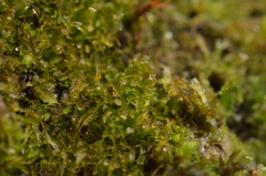 Cephalozia bicuspidata