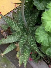 Aloe maculata